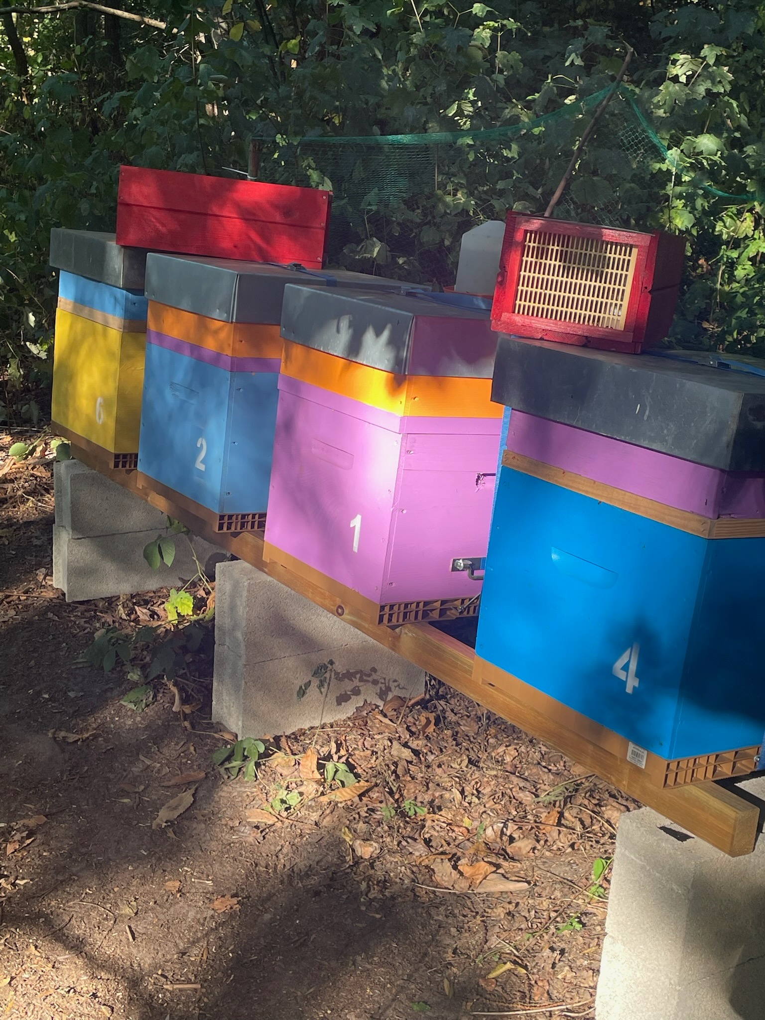 Ruches colorées installées dans le sous-bois du Rucher des Beestioles